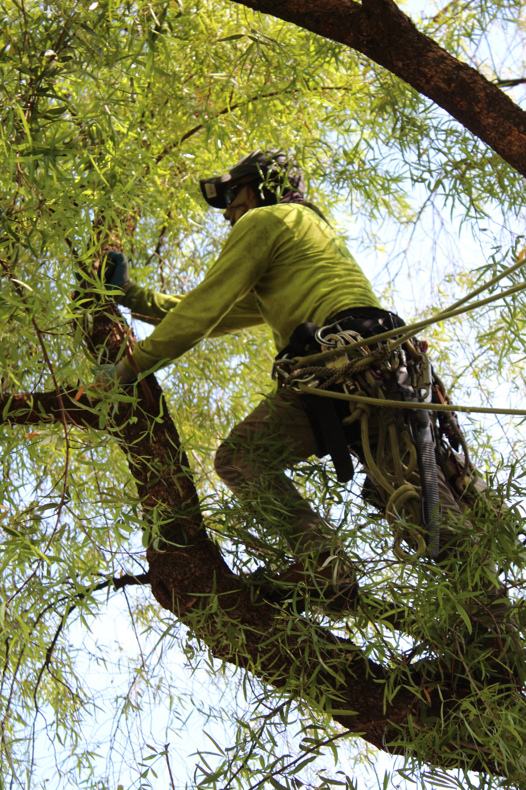 Shady Deal Tree Care Services business image in Glendale, AZ